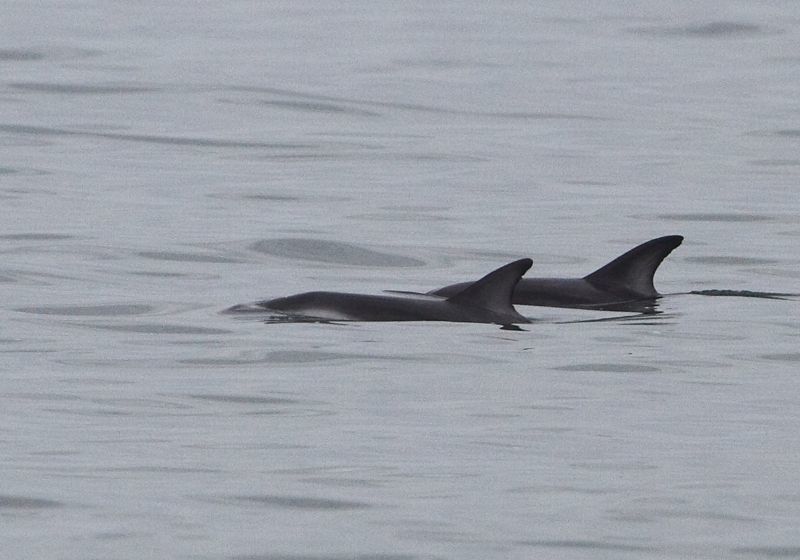 Sivun Valkokuvedelfiinit kuva