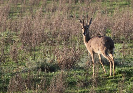 Image of Grey Rhebok