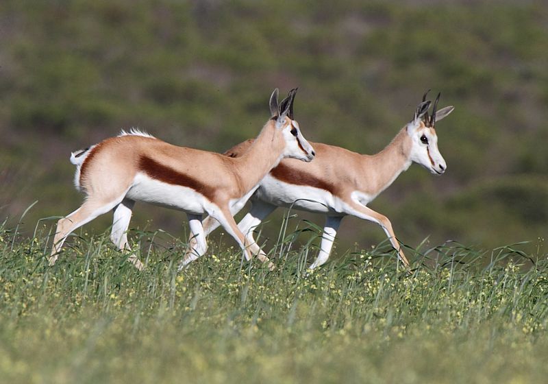 Image of Springbok