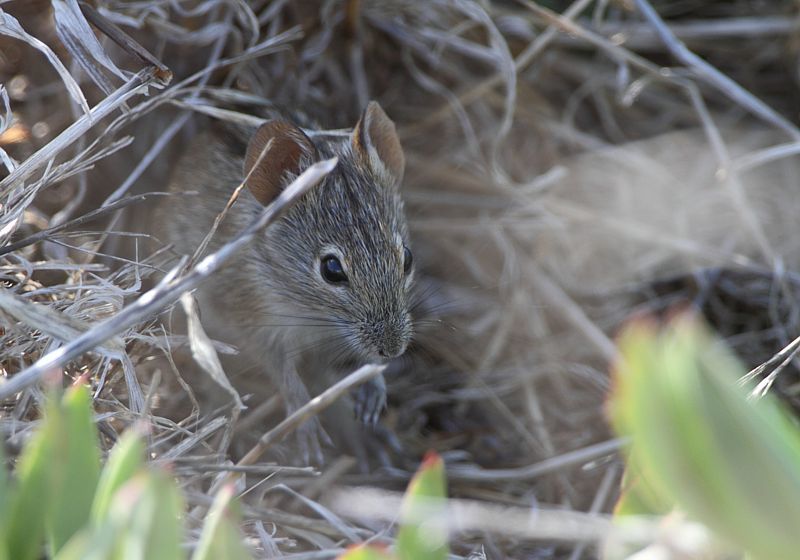 Image of Four-striped Grass Mouse