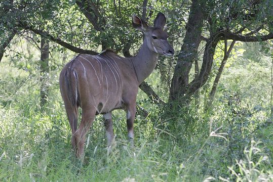 Image of Greater Kudu