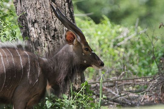 Image of Nyala