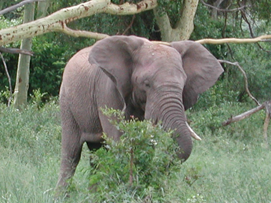 Image of African bush elephant