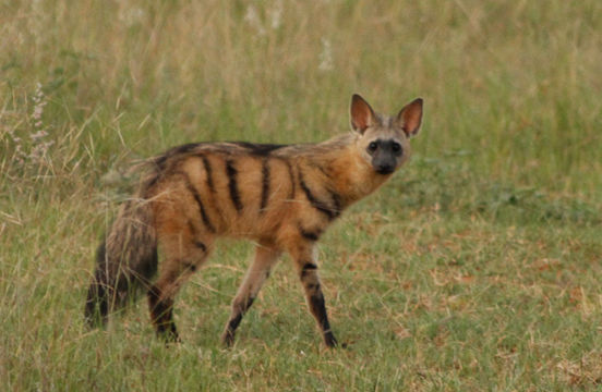 Image of Aardwolves