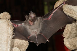 Image of horseshoe bats