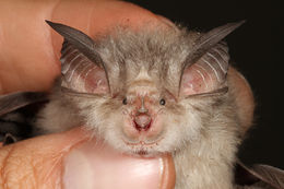 Image of horseshoe bats