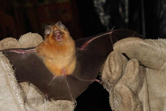 Image of Cape Leaf-nosed bat