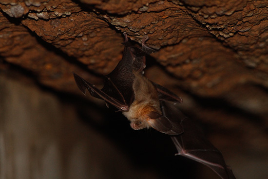 Image of Cape Long-eared Bat