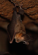 Image of Cape Long-eared Bat