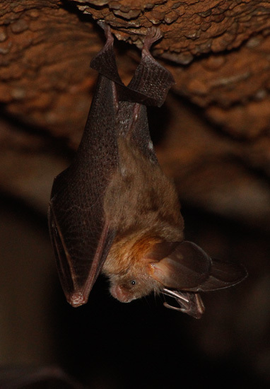 Image of Cape Long-eared Bat