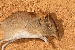 Image of Short-snouted Elephant Shrew