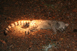 Image of Blotched Genet