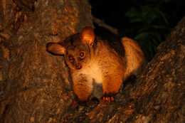 Image of Greater galago