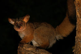 Image of Greater galago