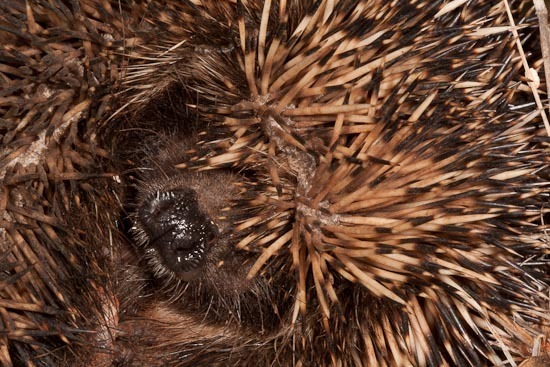 Image of South African Hedgehog