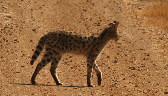 Image of Serval (cat)