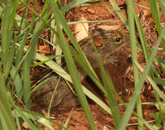 Image of Four-striped Grass Mouse