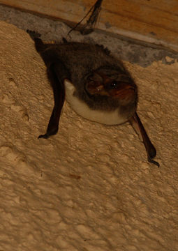 Image of Mauritian Tomb Bat