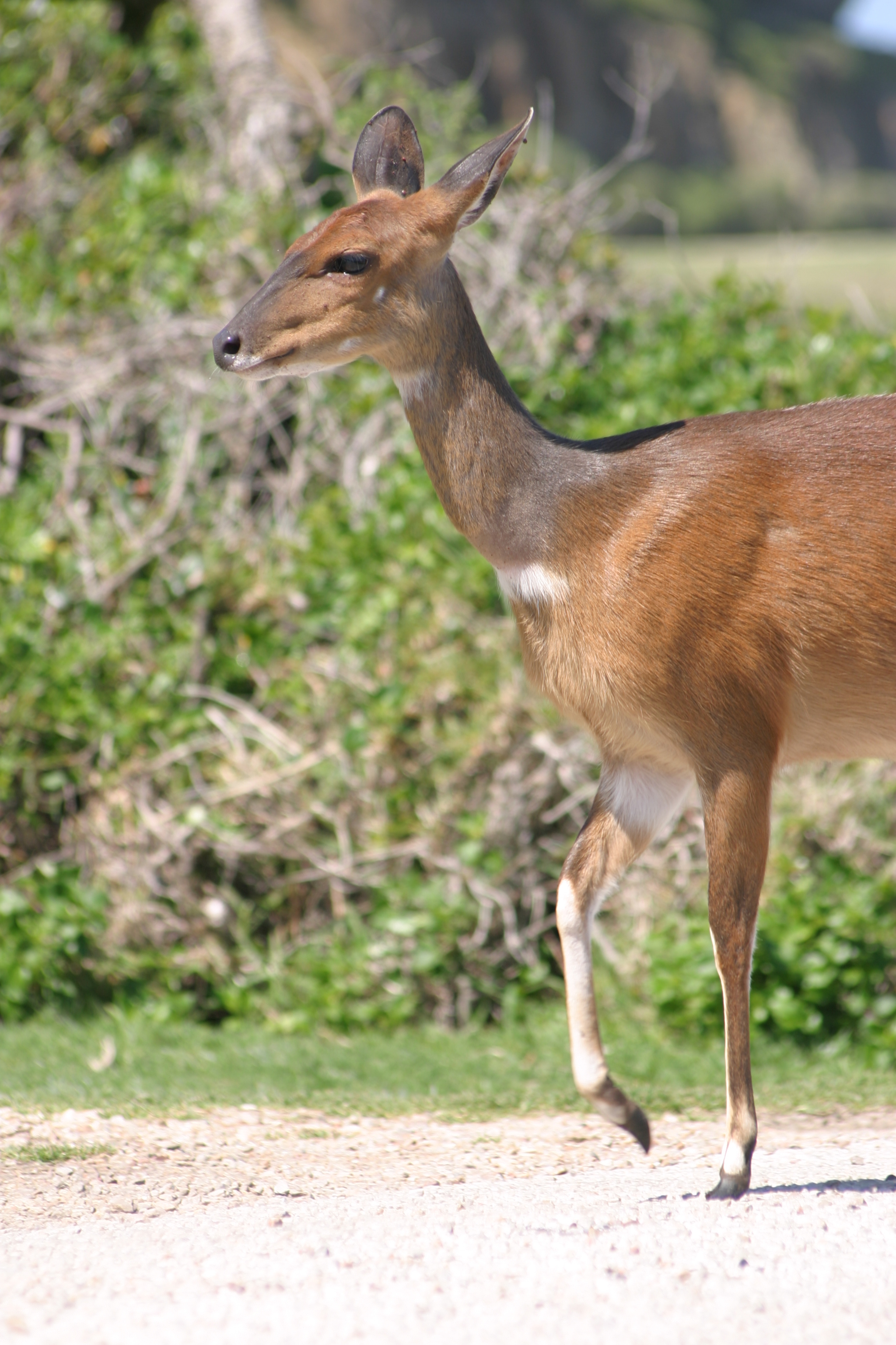 Image of Bushbuck