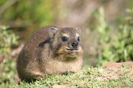 Image of Rock Hyrax