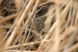 Image of Four-striped Grass Mouse