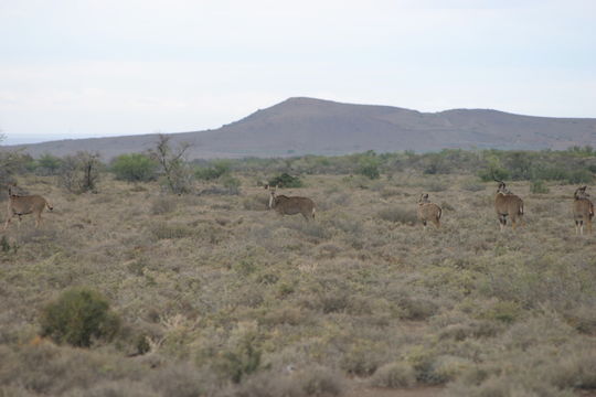 Image of Greater Kudu