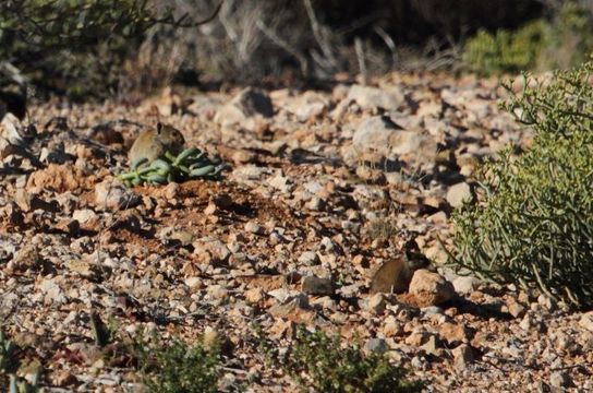 Image of Littledale's Whistling Rat -- Littledale's Whistling Rat