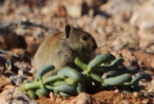 Image of Littledale's Whistling Rat -- Littledale's Whistling Rat