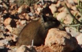 Image of Littledale's Whistling Rat -- Littledale's Whistling Rat