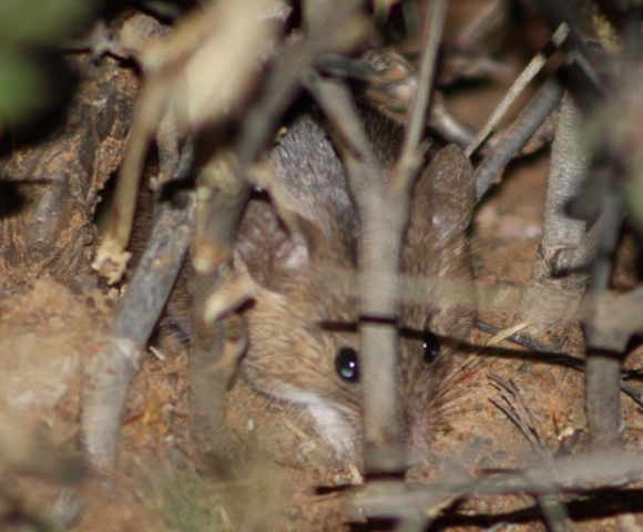 Image of Pygmy Mouse