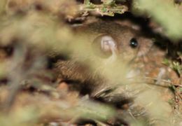 Image of Pygmy Mouse