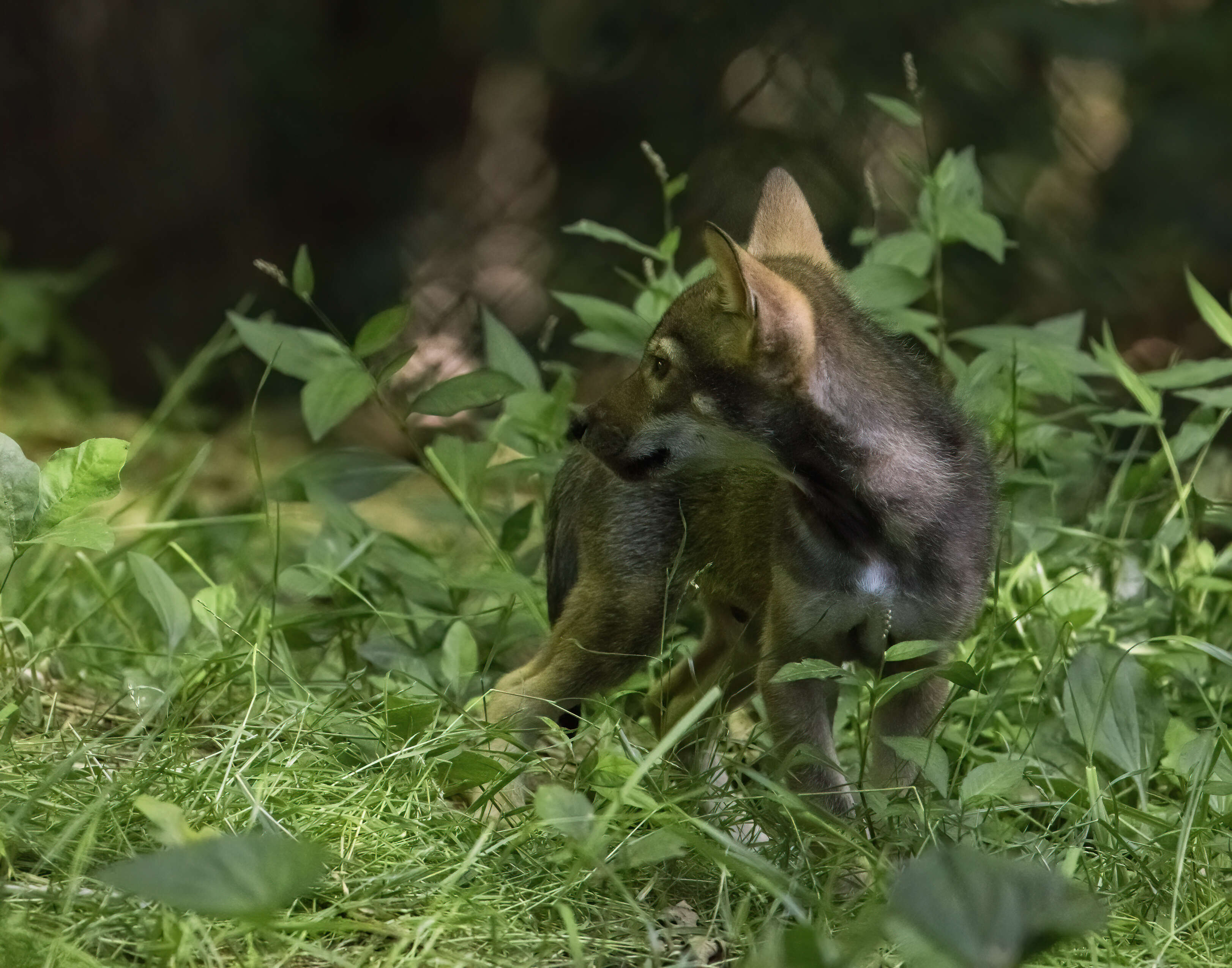 Image of Red wolf