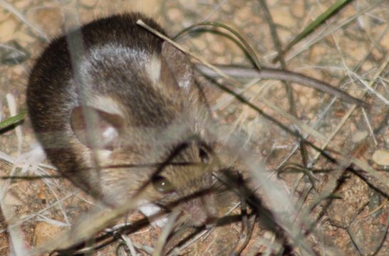 Image of Pygmy Mouse