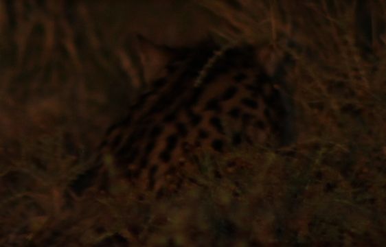 Image of Black-footed Cat