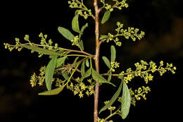 Image of Searsia pendulina (Jacq.) Moffett