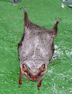 Image of Mauritian Tomb Bat