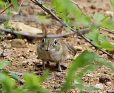 Image of Bushveld Elephant Shrew