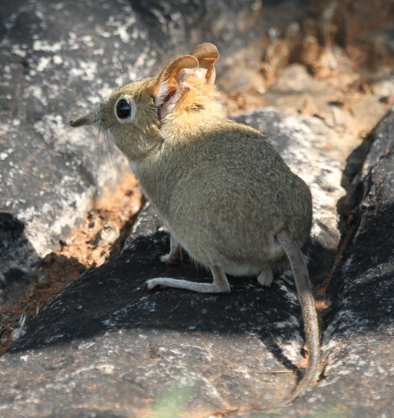 Image of Four-toed Elephant Shrew