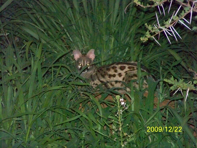 Image of Blotched Genet