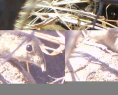 Image of Short-snouted Elephant Shrew