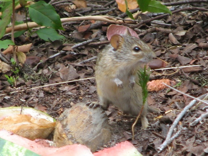 Image of Four-striped Grass Mouse