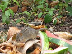 Image of Four-striped Grass Mouse