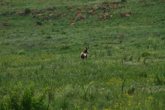 Image of Blesbok