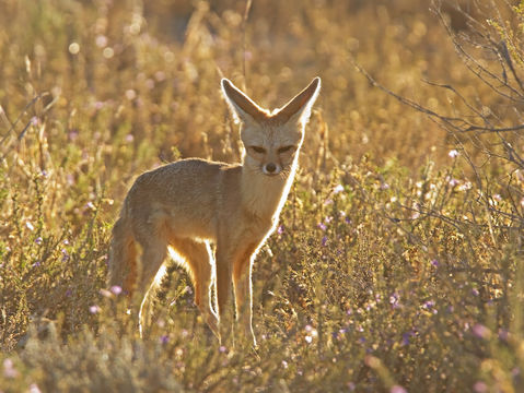 Слика од Vulpes chama (A. Smith 1833)