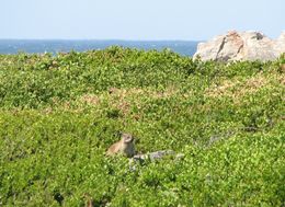 Image of Rock Hyrax