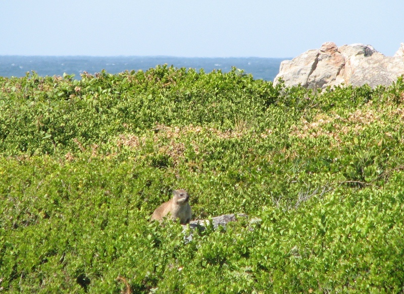 Image of Rock Hyrax