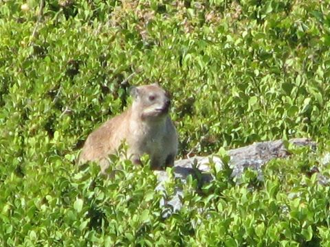 Image of Rock Hyrax