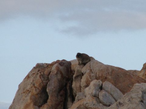 Image of Rock Hyrax