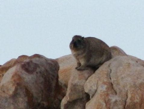 Image of Rock Hyrax