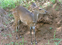 Image of Bushbuck